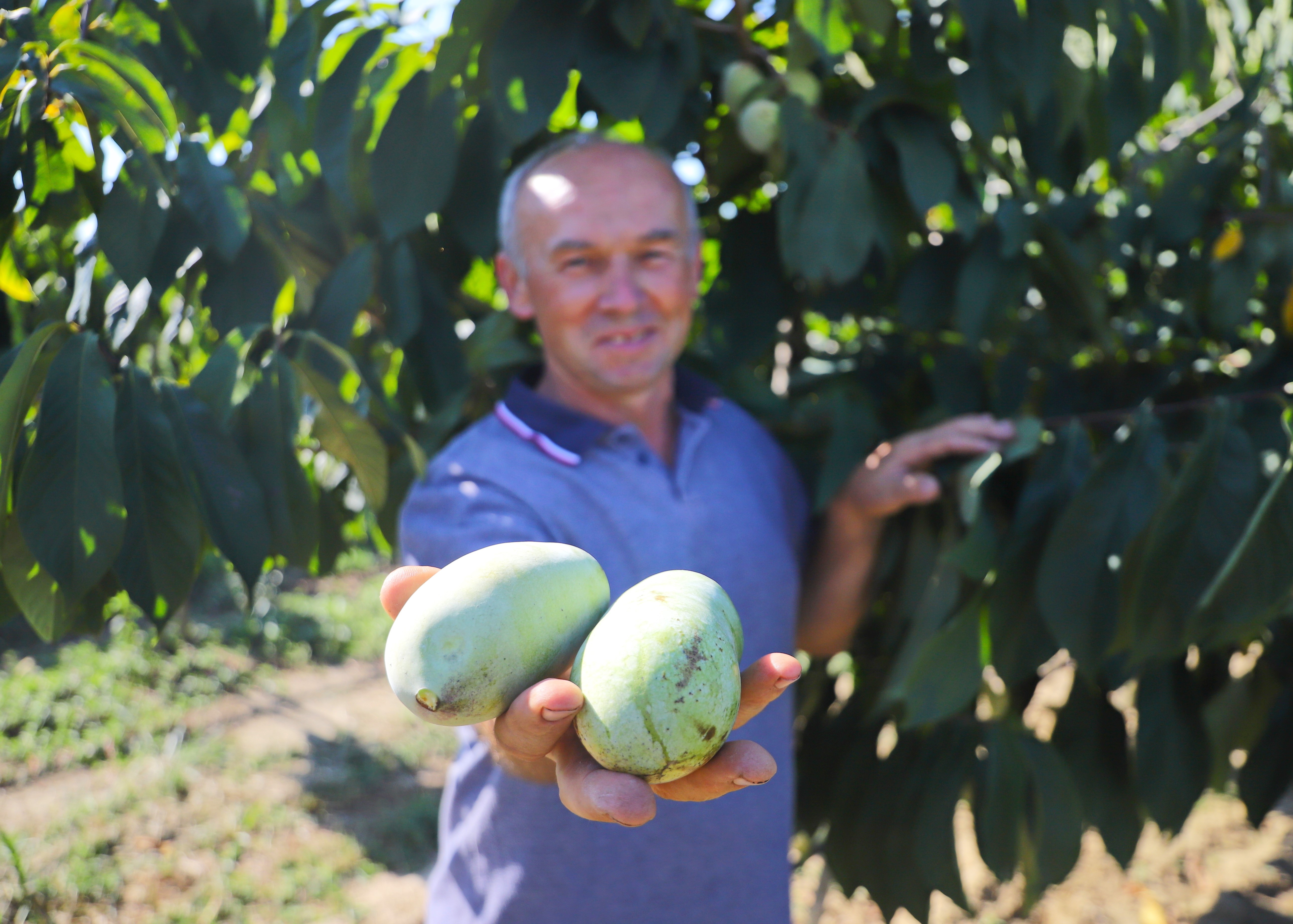 Plodovi indijanske banane blizu